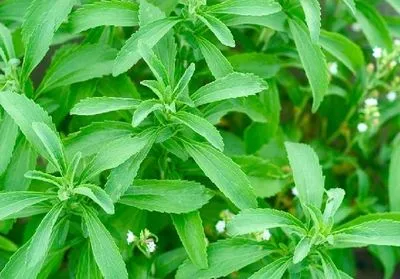 Planta stevia are proprietăți utile și medicinale, cum să o luați pentru diabet