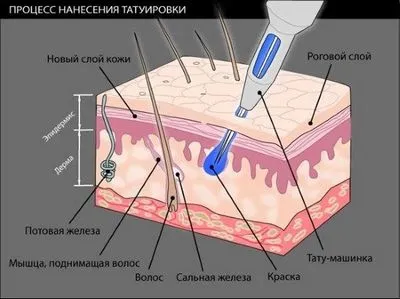 încheietura