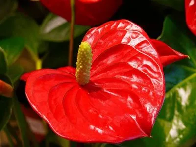 Anthurium semnificații și superstiții pentru bărbați și femei, sensul florii