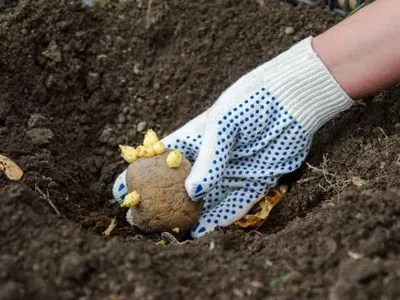 Тор за картофи при засаждане в дупка през пролетта за увеличаване на добива