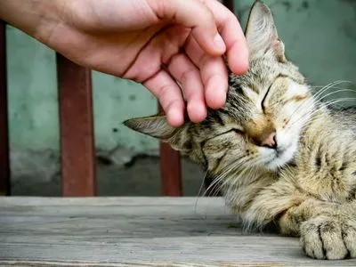 Котка дойде в къщата, знак за какво идва бременна жена, изтича в апартамента, котето се заби