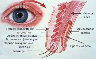 ечемик