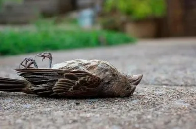 Semne ale unei păsări moarte pe balcon, în casă sau lângă ea, pe stradă