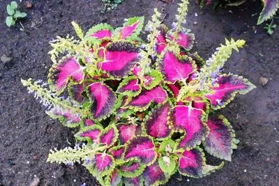 coleus