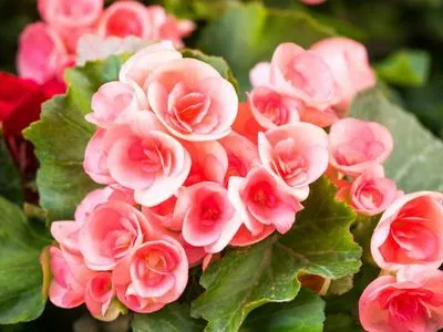 begonia