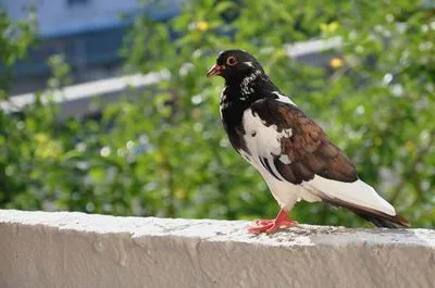 Un porumbel a zburat spre balconul unui semn că vin păsări albe