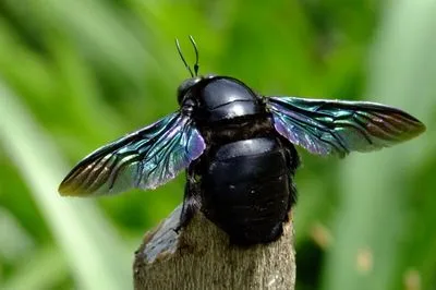 Descrierea albinelor dulgher și tipurile de albine negre