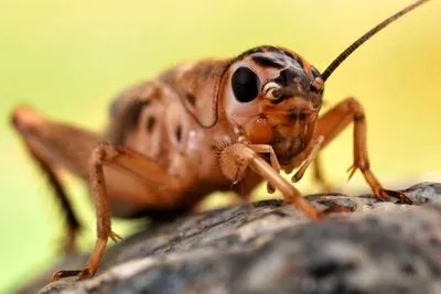 Care este semnul unui greier în casă, cum să scapi de el