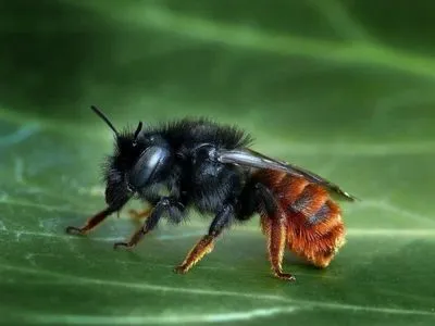 Descrierea albinelor Osmia, varietate, reproducere și avantaje