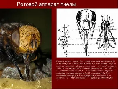 Как са подредени пчелите, колко очи, крила, стомаси, крака