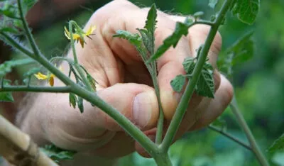 Particularități ale creșterii tomatelor, cum să o faci corect pentru o recoltă bună