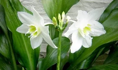 eucharis