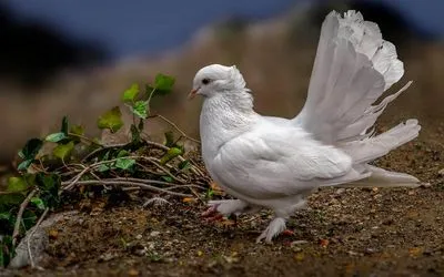 Semne despre porumbelul alb care a zburat în curte, de văzut pe stradă