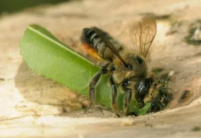 Albina tăietoare de frunze este o ramură fără margini a evoluției albinelor, dar totuși o specie valoroasă