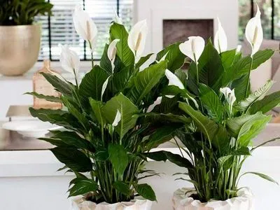 Spathiphyllum поличби и суеверия за цветето 