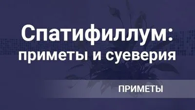 Цветето спатифилум носи поличби и суеверия