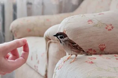 O vrabie a zburat în casă, pe balcon, prin fereastră ca semn