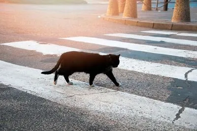 O pisică neagră a trecut peste drum ca semn, înaintea căreia a cotit de la dreapta la stânga