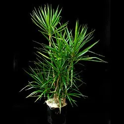 Dracaena граничи с полезно растение с високи декоративни качества