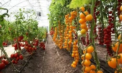 Soiuri determinante, nedeterminate de tomate. Avantaje și dezavantaje