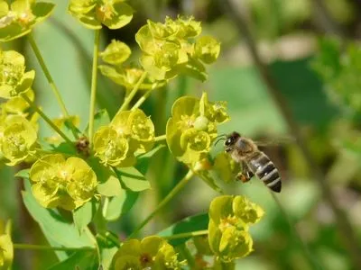 Caracteristicile mierii cu zer