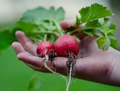 Când să plantezi ridichi în pământ deschis cu semințe, cultivare și îngrijire de la A la Z