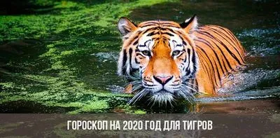 Хороскоп за 2020 г. за Тигри