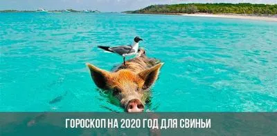 Horoscop pentru bărbați și femei pentru anul 2020 pentru porc