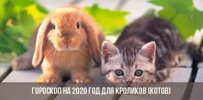 Хороскоп за 2020 г. за зайци и котки