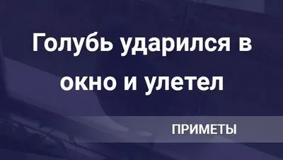 Гълъб се удари в прозореца и отлетя, което означава поличба