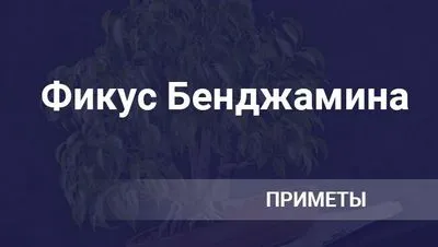 Фикусът на Бенджамин в къщата поличби и суеверия