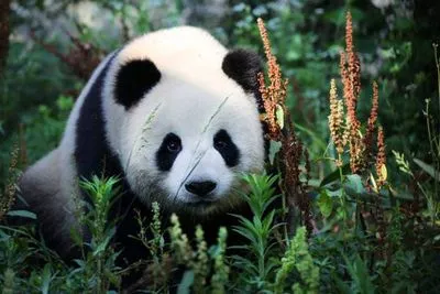 panda