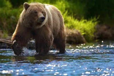 De ce visează un urs brun la o femeie căsătorită, necăsătorită sau un bărbat Visează la un urs brun amabil