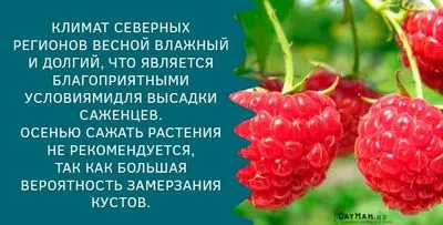 Как да засадите малини през есента, инструкции стъпка по стъпка за правилното засаждане на малини