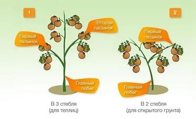 опитни