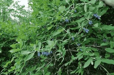 Cum să plantezi caprifoi toamna (îngrijire, tăiere și hrănire)