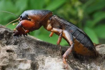 Cum să scapi pentru totdeauna de planta de varză din grădină