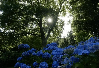 hortensie