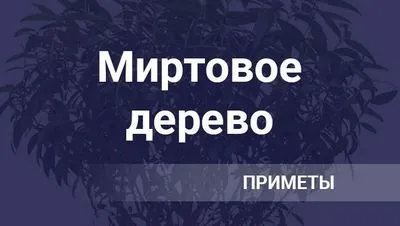 Миртово дърво в къщата поличби, суеверия, полезни свойства