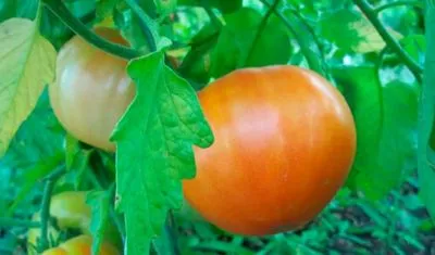 Regele regilor este conducătorul câmpurilor de tomate. Descriere și recomandări pentru cultivarea soiurilor cu fructe mari