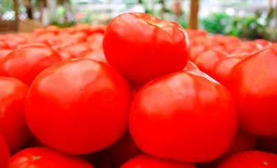 Descrierea generală și caracteristicile tomatelor de seră Saharok