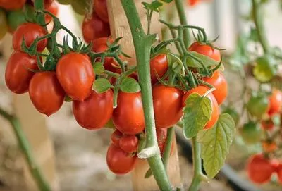 O noutate în lumea tomatelor este hibridul Khliborob F1. Caracteristici, fotografii și recenzii