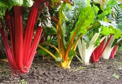 chard