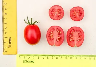 tomatelor