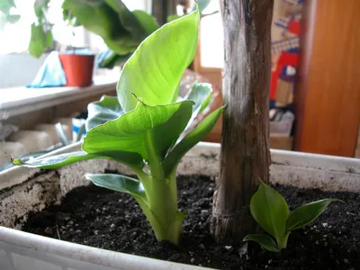 Este posibil să crești o banană dintr-una achiziționată și cum să plantezi corect o plantă acasă