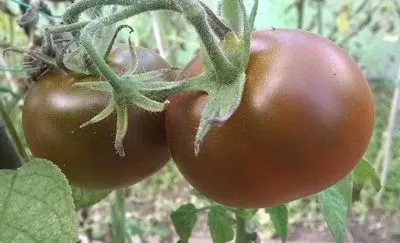 Tomate neobișnuite de zahăr brun. Caracteristici, descrierea mașinilor agricole, recenzii