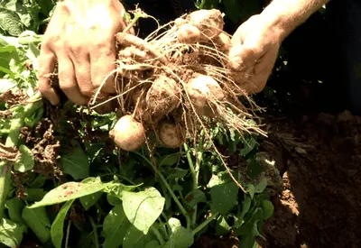 Îngrășământ pentru cartofi, care este cel mai bine folosit înainte de plantare primăvara