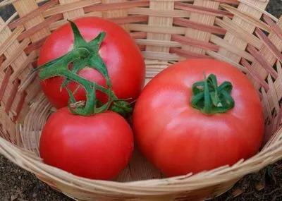 Caracteristici hibride de tomate Kibo, descriere detaliată, nuanțe ale tehnologiei agricole