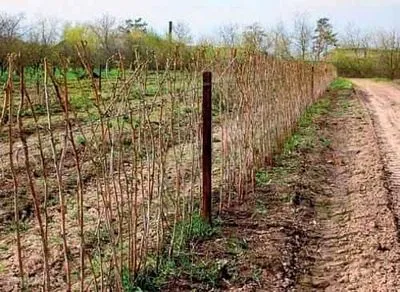 Грижи за малини през пролетта, резитба и торене