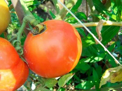 Tomato Bella Rosa este o japoneză fără pretenții pentru începători